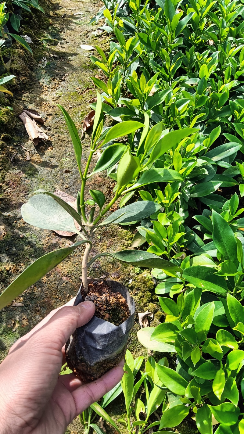 供应绿化树