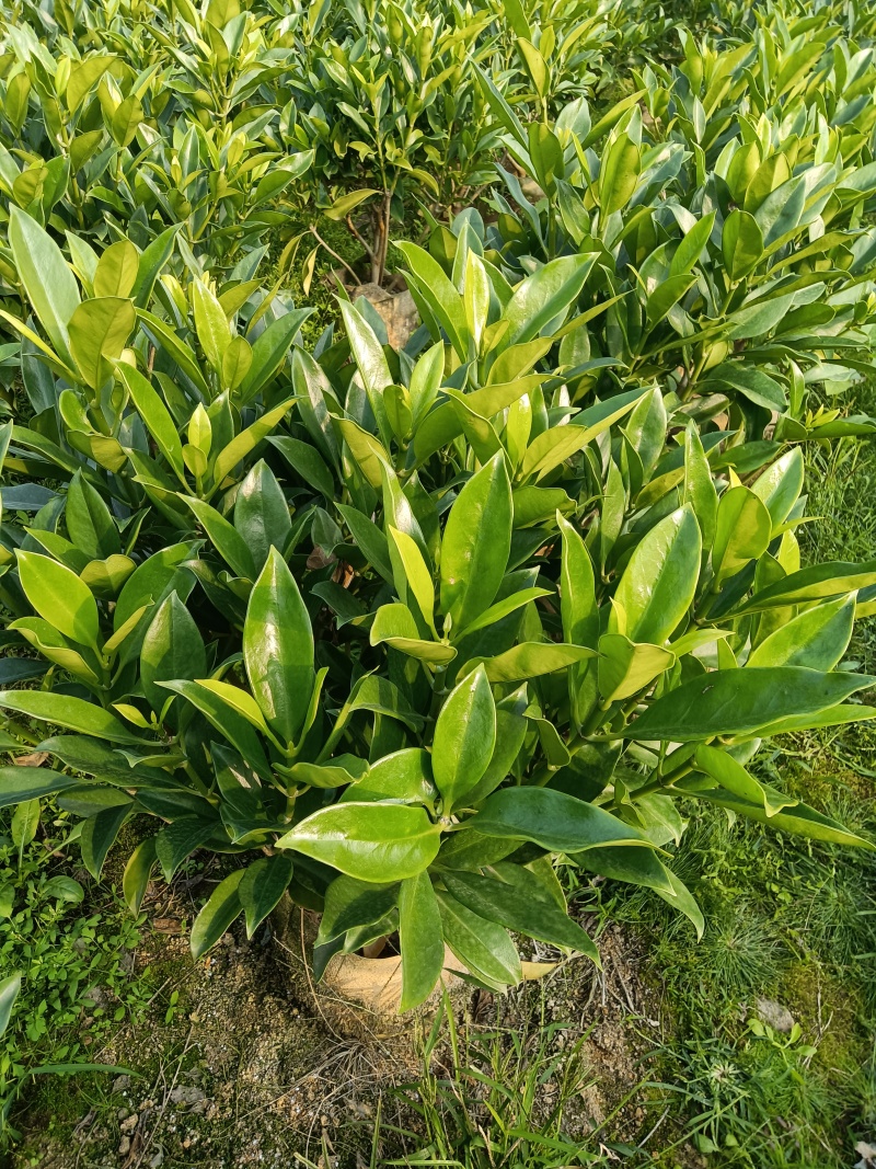 供应绿化树