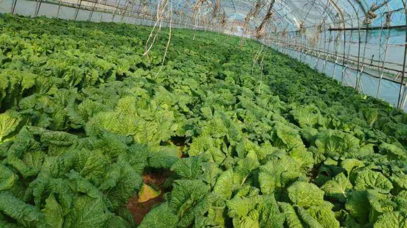 现代化娃娃菜种植基地实景:采用高畦覆膜栽培,植株间距均匀,配备滴灌系统,棚顶设有通风口,整体环境干燥整洁,有利于减少病害发生 大棚内整齐种植的娃娃菜田块,植株生长健壮,叶片舒展,地面覆盖银灰色地膜,用于反光驱虫和保湿控草