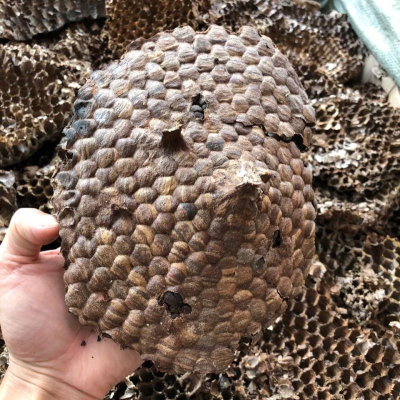 野生蜂房