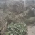 临泉县牛庄产地一手货源。穿心莲杆。大量出售