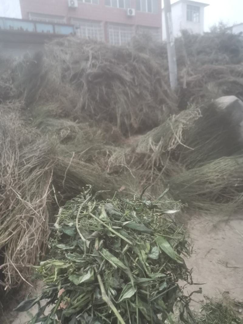 临泉县牛庄产地一手货源。穿心莲杆。大量出售