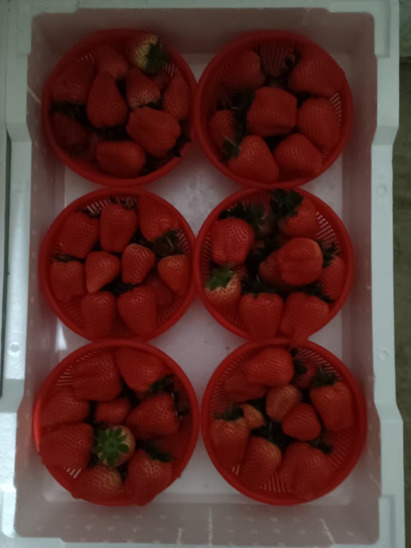 奶香草莓，大量上市中，现摘现发，欢迎大家前来考察定购