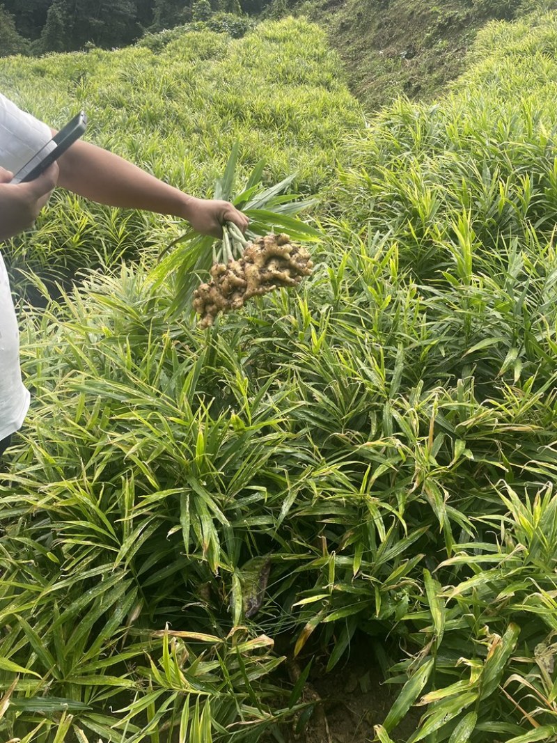 小黄姜