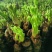 【刺嫩芽鲜菜】山野菜刺老芽刺嫩芽乌龙头野菜产地直供