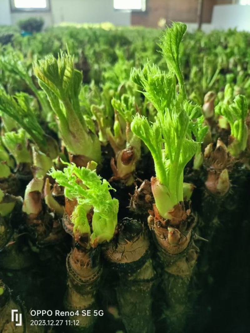 【刺嫩芽鲜菜】山野菜刺老芽刺嫩芽乌龙头野菜产地直供