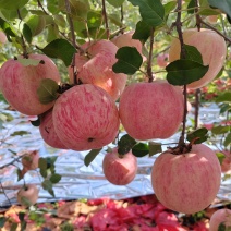 《实力》绥中有大量条红富士苹果保质保量对接全国商超团购