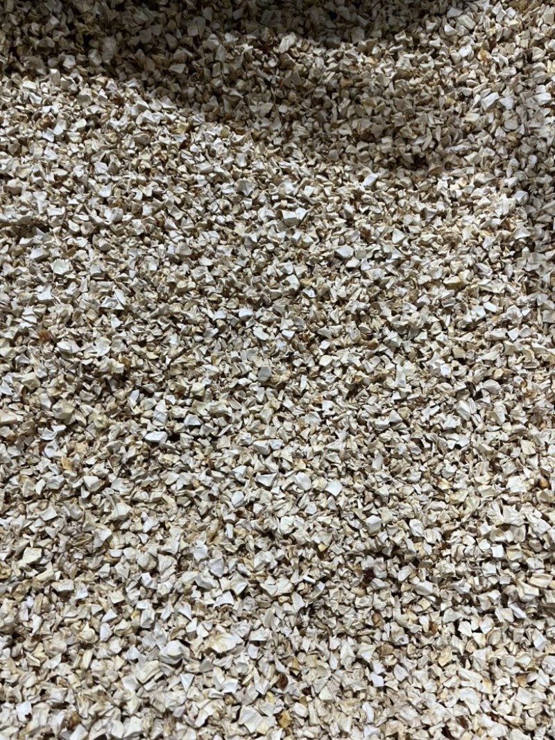 杏鲍菇颗粒干净无料根做酱专用
