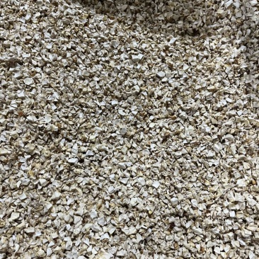 杏鲍菇颗粒干净无料根做酱专用