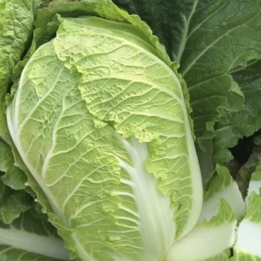 山东黄心大白菜