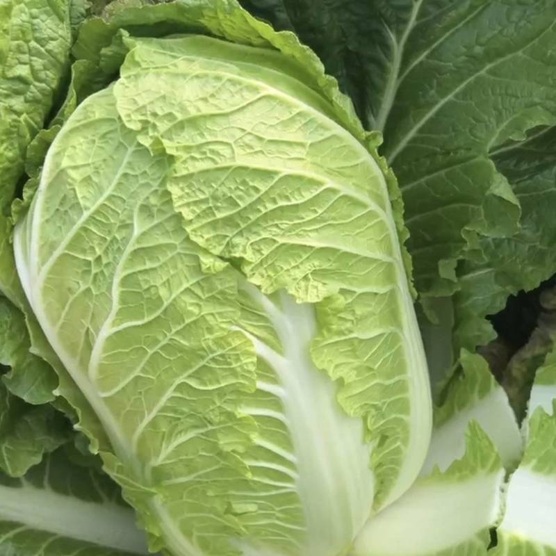 山东黄心大白菜