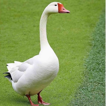 鹅