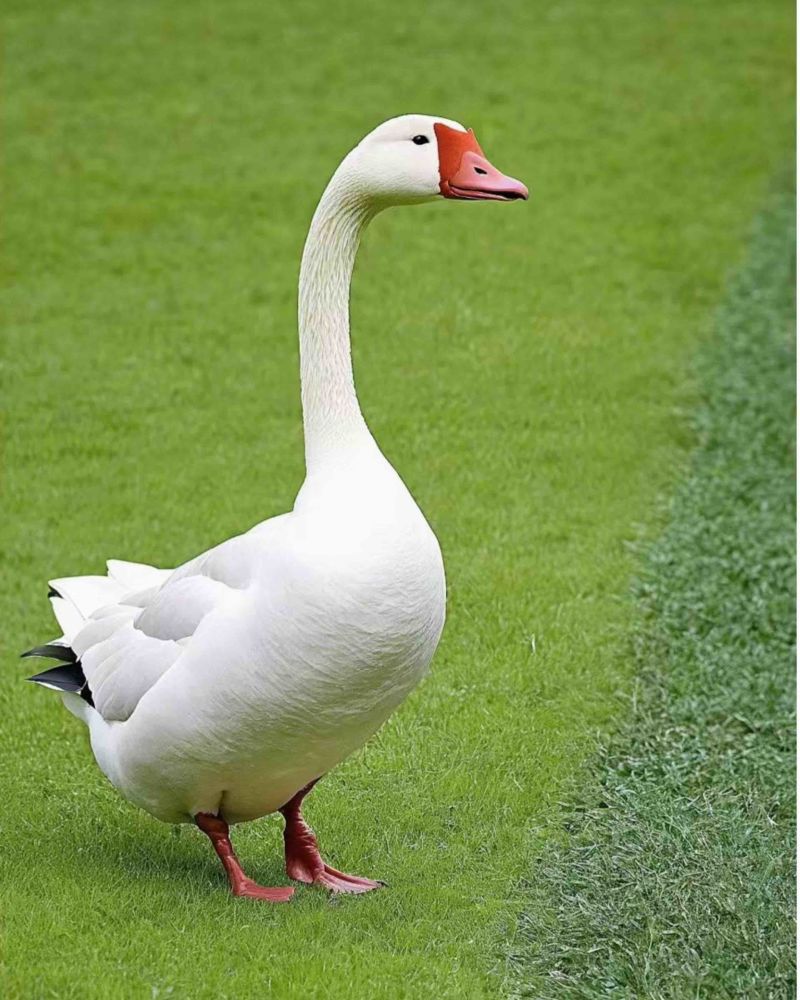 鹅