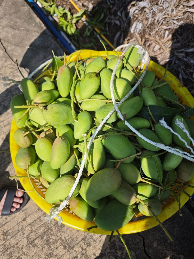 三亚台农芒，可接一件代发整车批发等业务欢迎咨询