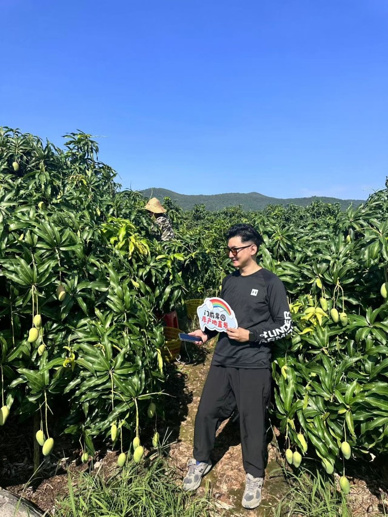 三亚台农芒，可接一件代发整车批发等业务欢迎咨询