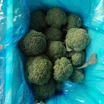 河北邯郸精品西兰花