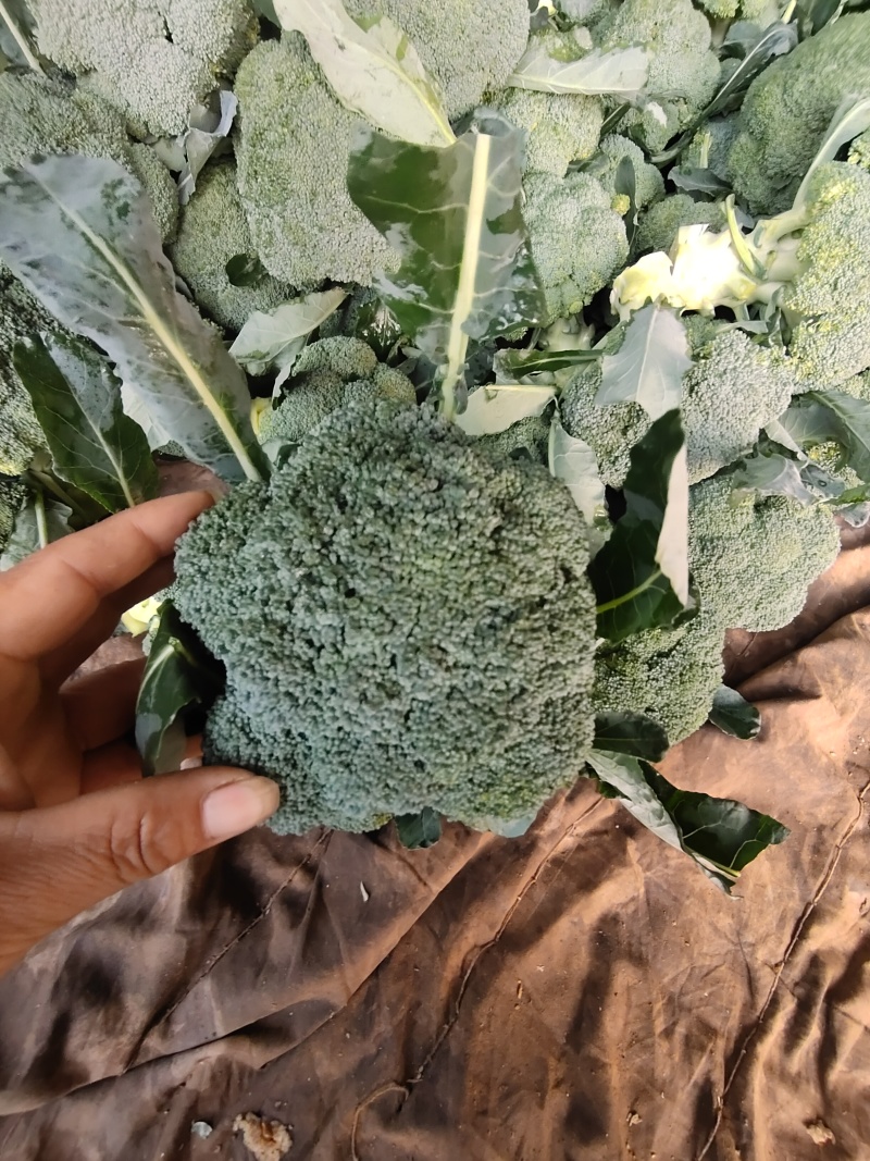 河北邯郸精品西兰花