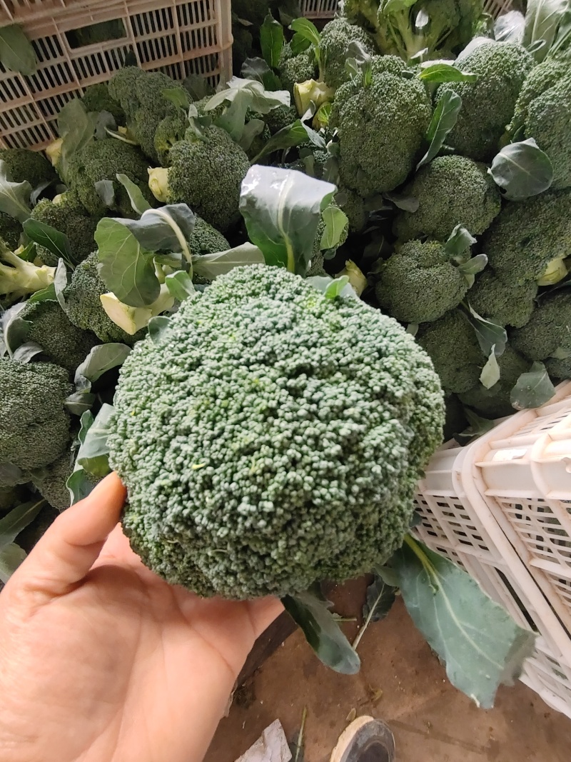 河北邯郸精品西兰花
