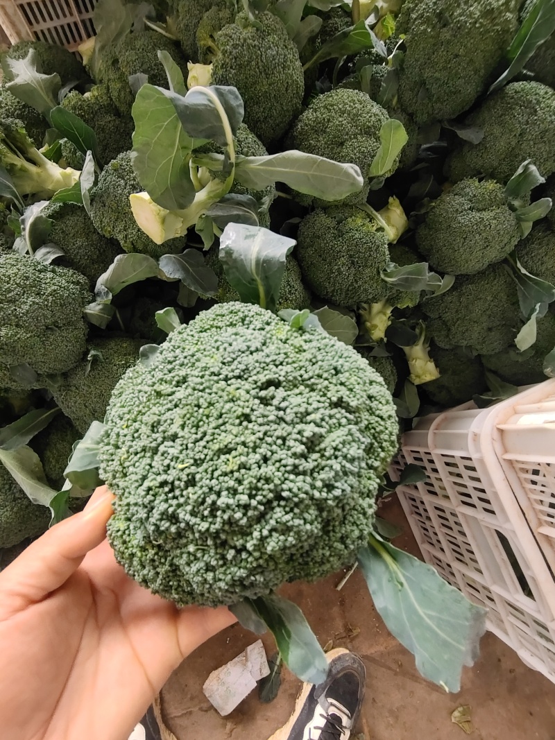 河北邯郸精品西兰花