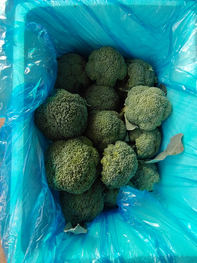 河北邯郸精品西兰花