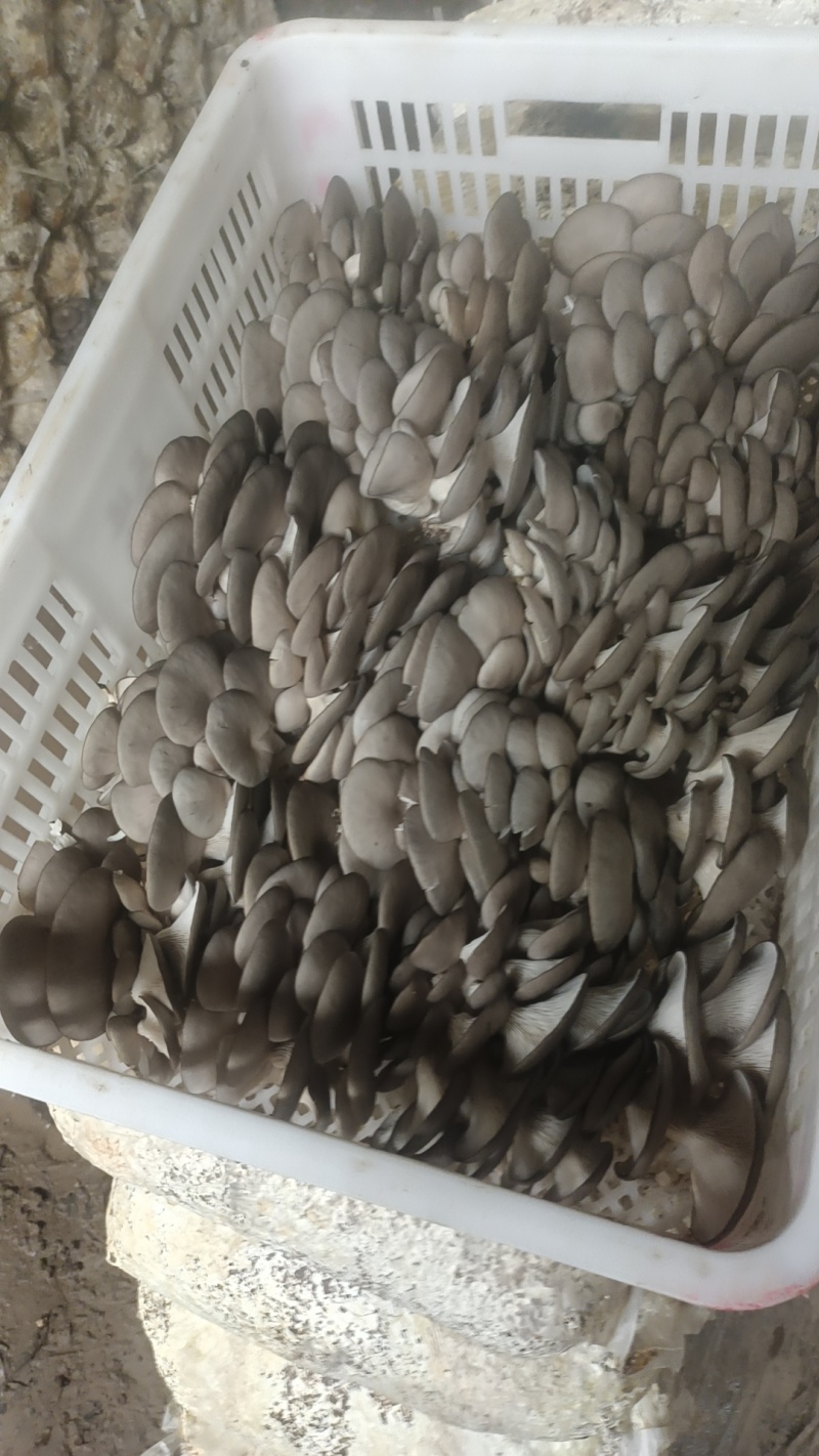鲜平菇