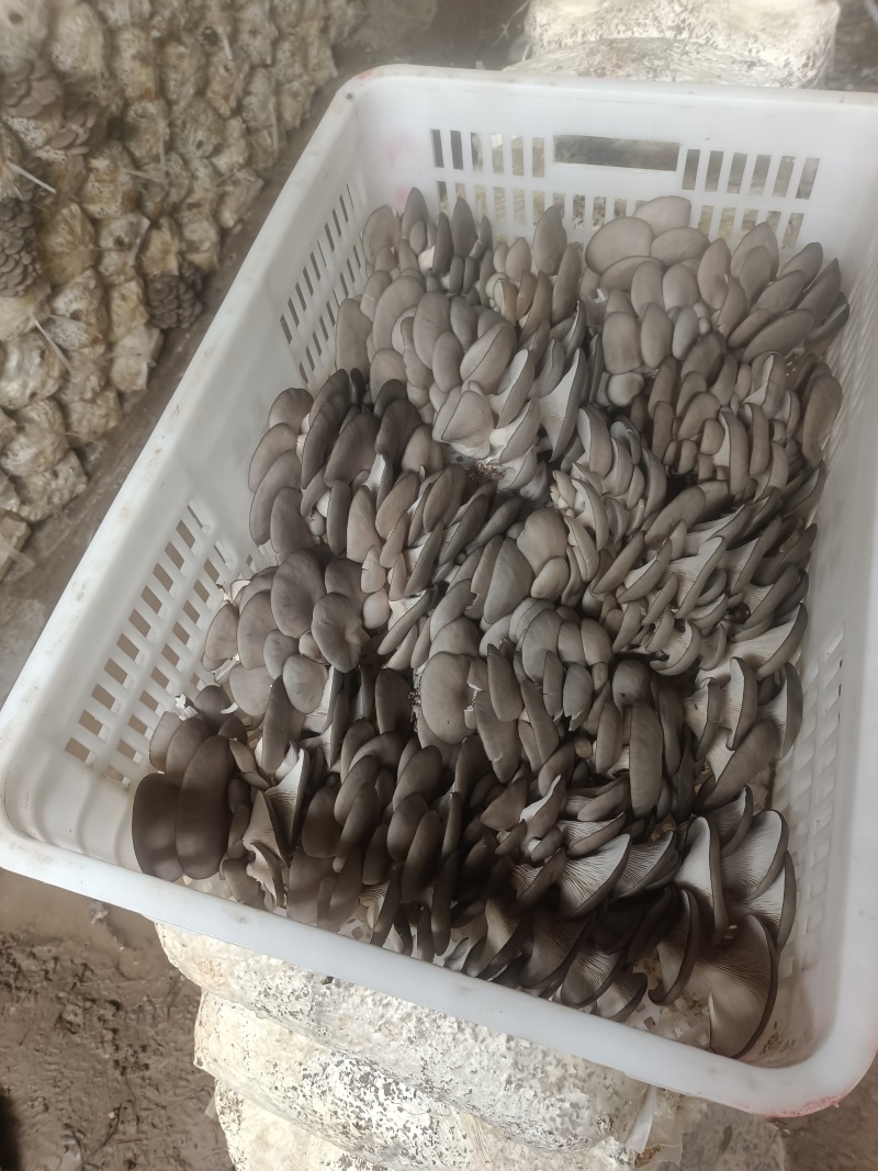 鲜平菇