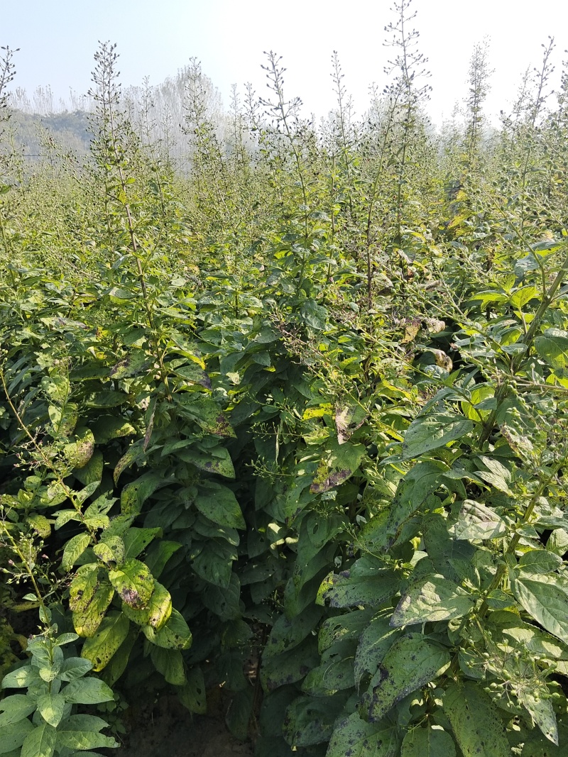 玄参芽
