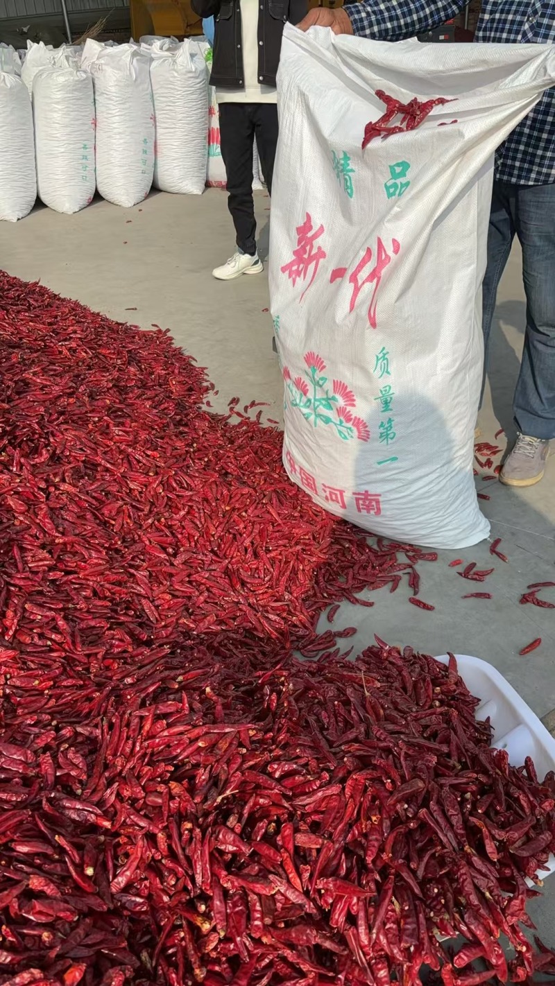 河南精品三樱椒，子弹头，一手货源，品质保证，量大从优。