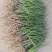 知母苗