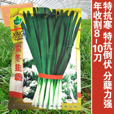 雪冬韭霸韭菜种子抗病耐热耐寒不干尖抗倒伏