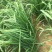雪冬韭霸韭菜种子抗病耐热耐寒不干尖抗倒伏