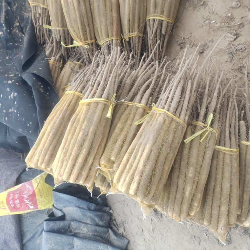 精品双棒二路价位不高，口感好有要的联系