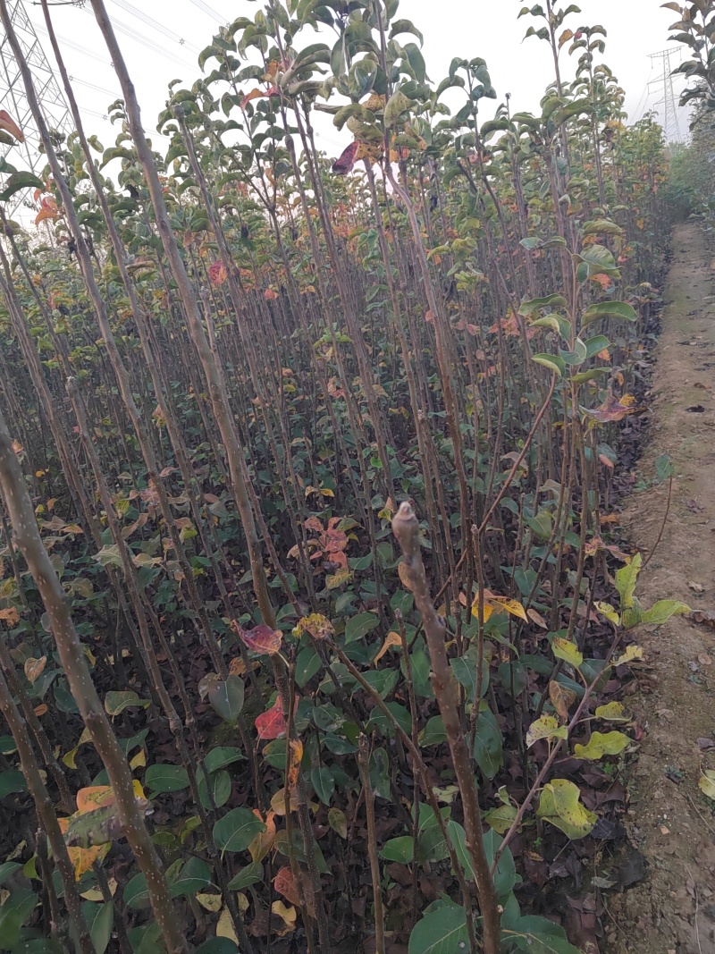 秋月梨树苗山农酥梨树苗1年生2年生