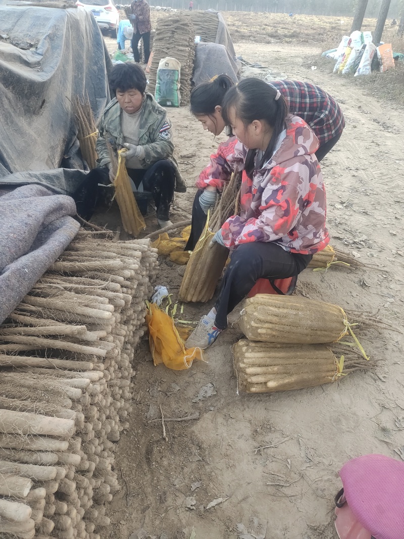 精品双棒二路价位不高，口感好有要的联系