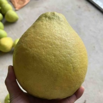老树子沙甜柚