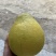 老树子沙甜柚