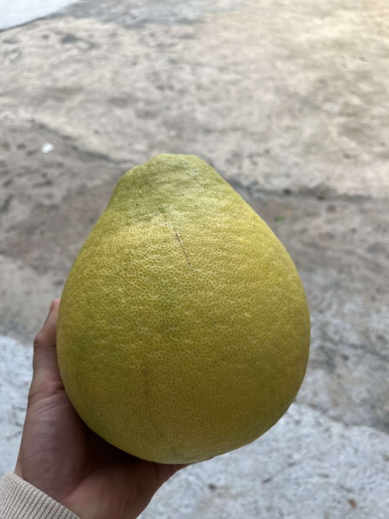 老树子沙甜柚