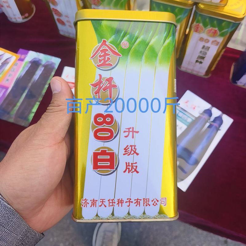 原葱金杆80白抗风抗病株高160厘米叶片上汁粗6厘米