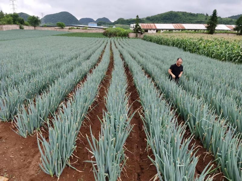 原葱金杆80白抗风抗病株高160厘米叶片上汁粗6厘米