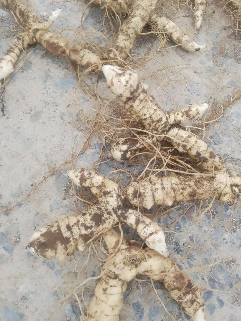 黄精，东北鸡头黄精，货源充足，保质保量，欢迎来电咨询