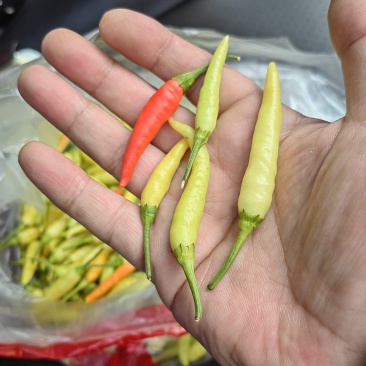青小米辣