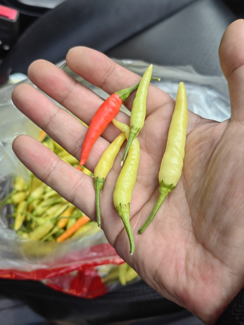 青小米辣