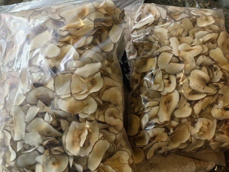 海底椰批发优质海底椰可供大货量大价优可供批发零售
