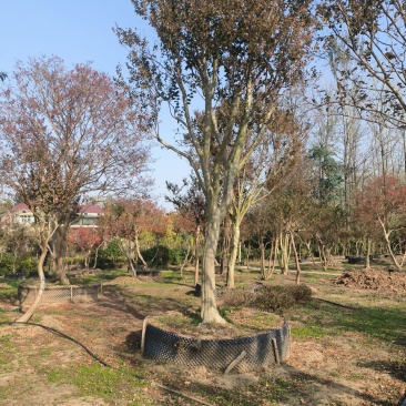 黄杨树