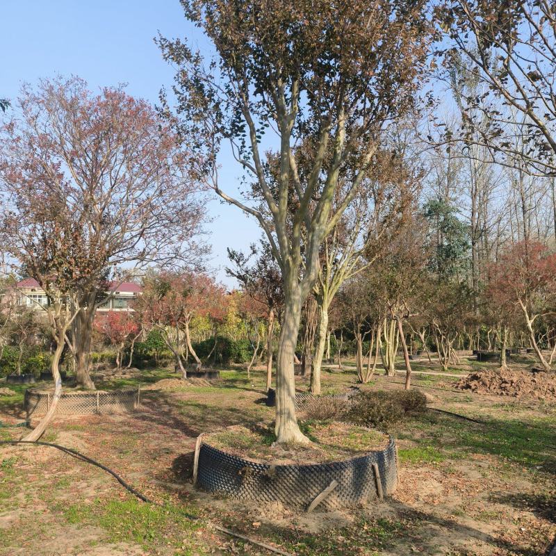 黄杨树