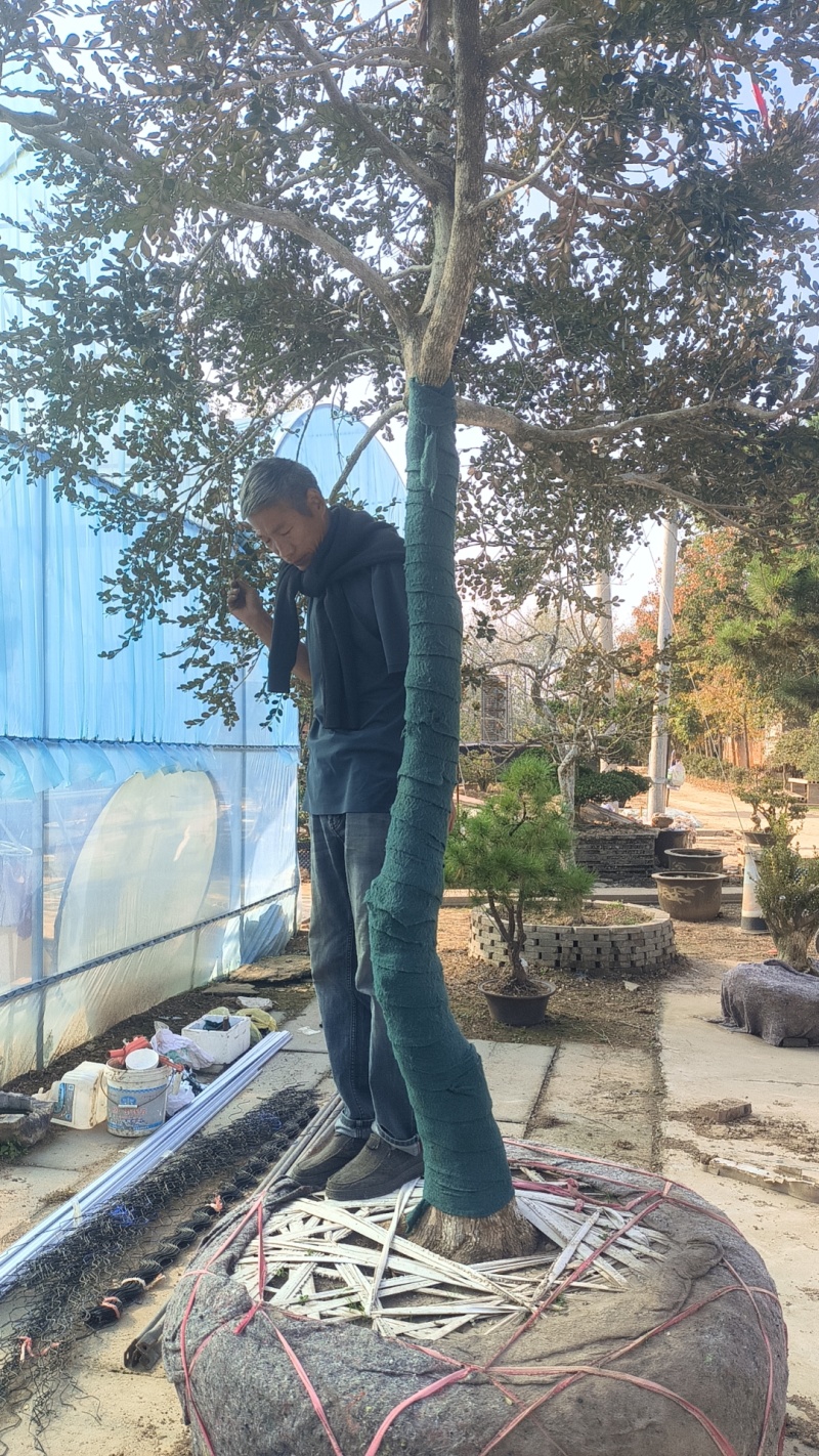 黄杨树