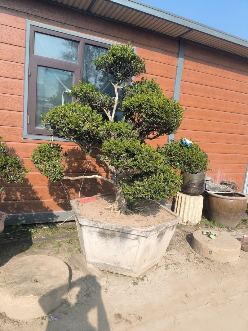 黄杨树