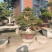 黄杨树