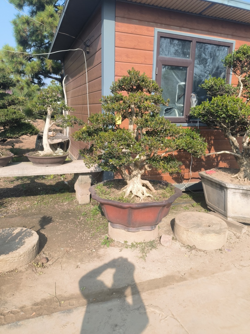 黄杨树
