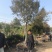 黄杨树